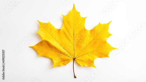 Yellow Maple Leaf. Isolated on white background