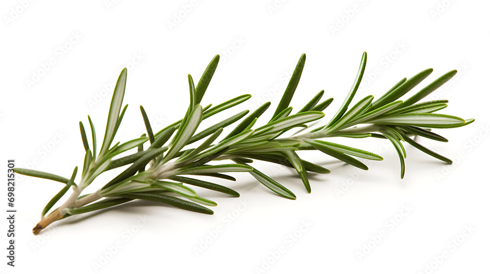 Fototapeta premium Fresh Rosemary Sprig, White Background