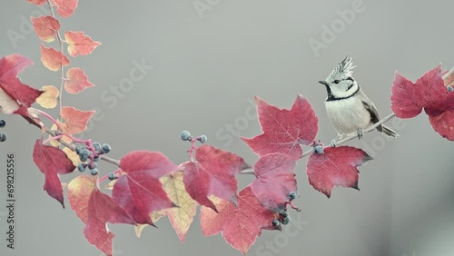 Crested tit among autumn leaves colors of Boston ivy (Lophophanes cristatus on Parthenocissus tricuspidata) photo
