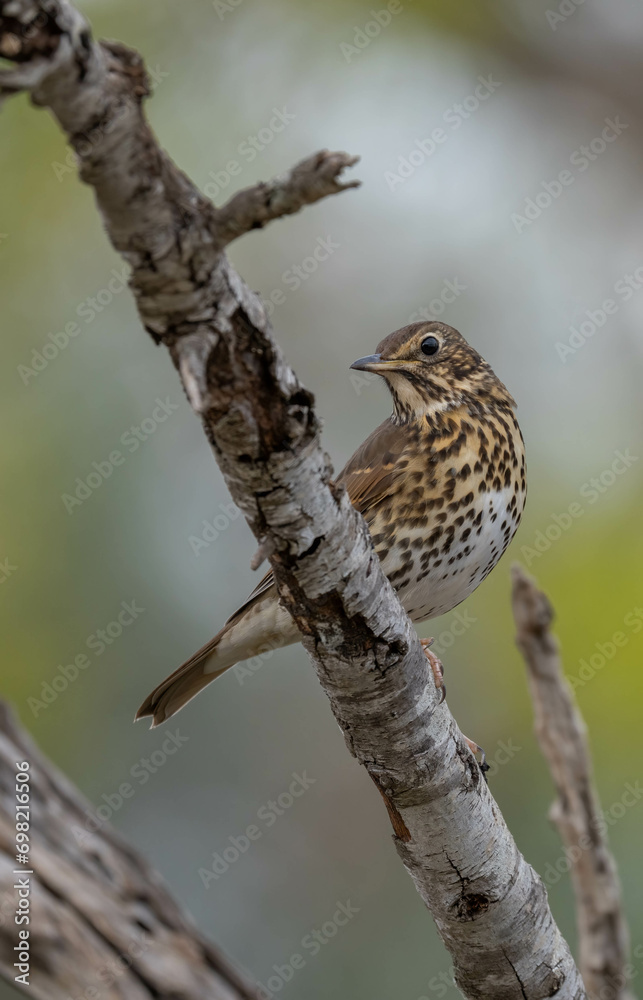 song thrush on the trunk song thrush on the trunk