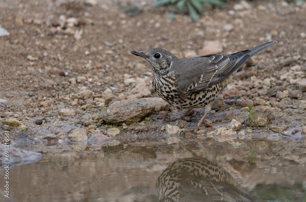 Fototapeta premium song thrush on the pond
