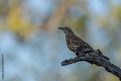 song thrush on the branch 