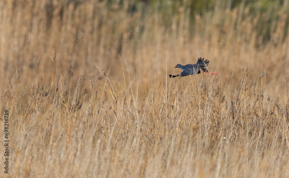 Fototapeta premium Western Swamphen un flight over the marsh 