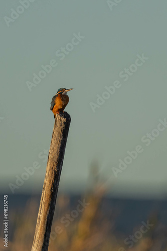 the kingfisher on the branch ready to fish	