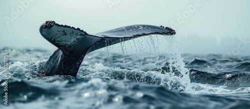 Humpback whale tail fluke goes underwater. photo