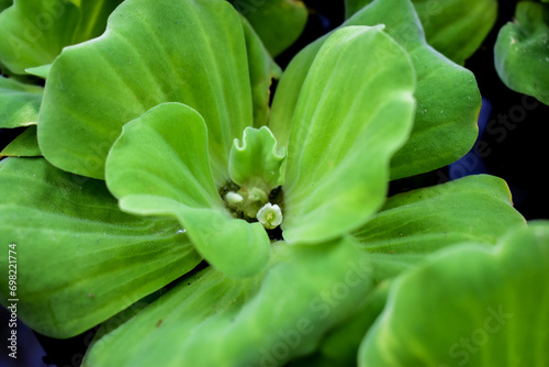 grail of duckweed plant nature green nature background © Chomchi