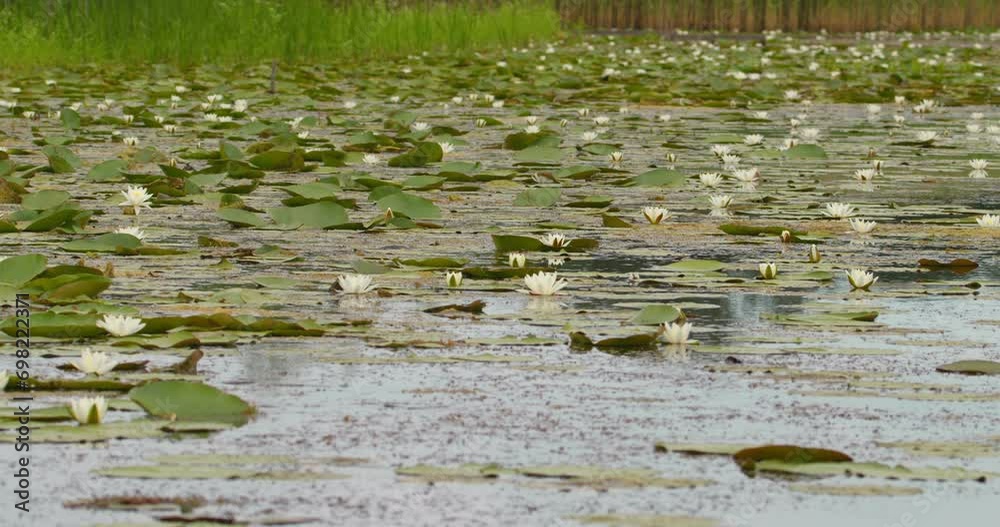 White water lilies floating on surface of a pond White water lilies floating on surface of a pond