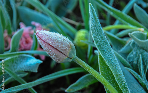 an unopened tulip covered with frost. spring frosts