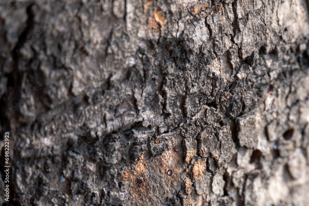 wood texture wood texture