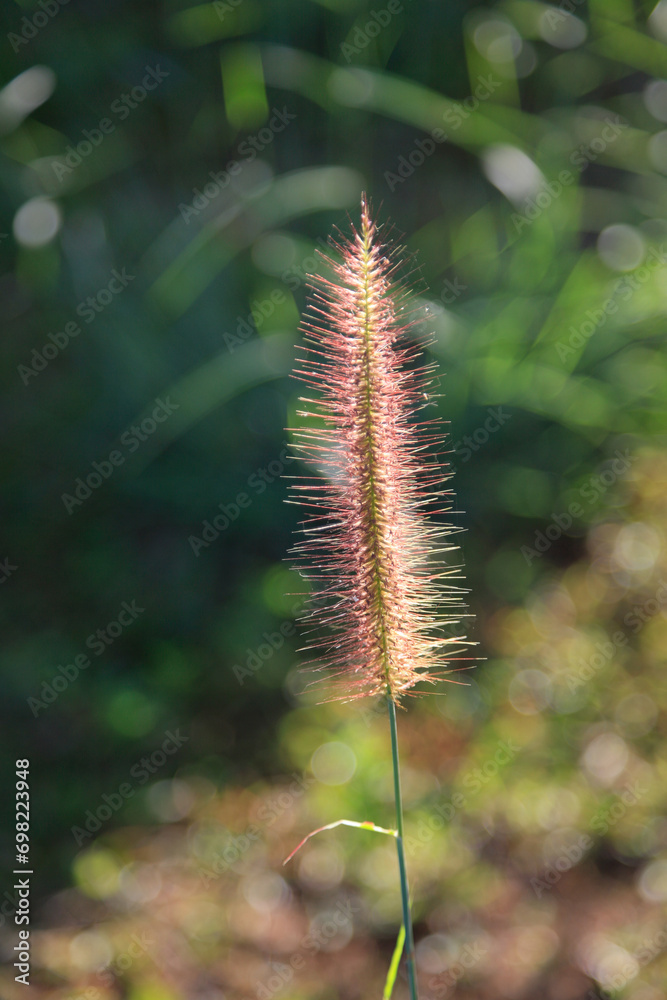 reed grass in the wind