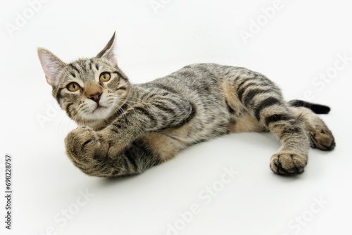 Portrait playful tabby little cat lying down and looking at camera. SIde view. Isolated on white background