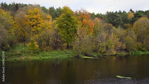 Wallpaper Mural Multi colored decidious trees and green pine trees grows in autumn forest next to calm river in a cloudy day. Overcast sky. Real time handheld video. Beauty in nature theme. Torontodigital.ca