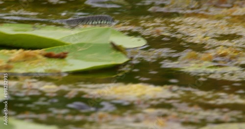 Grass snake swim on a pond and look around searching for food photo