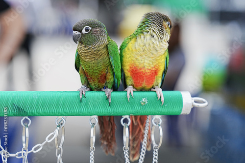 green cheeked parrot on aluminum rod photo