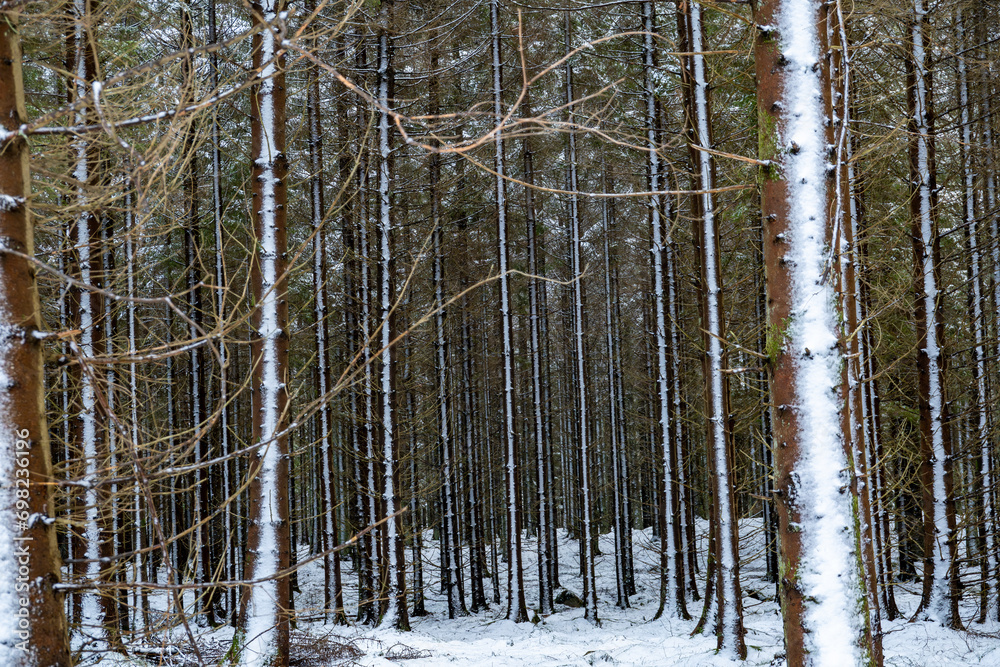 Viderup, Sweden A snowy forest after a snow storm. Viderup, Sweden A snowy forest after a snow storm.
