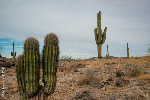 Giant cactus Saguaro cactus  Carnegiea gigantea  against the background of a cloudy sky  Arizona USA