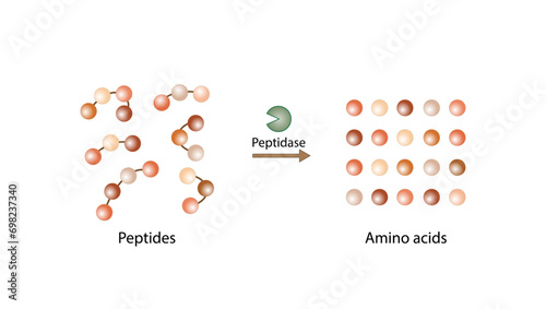 Protein Digestion. Proteases Enzymes, peptidases, digesting  small peptide chains then into single amino acids, to be absorbed into the blood stream. Vector design. photo