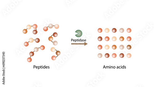 Protein Digestion. Proteases Enzymes, peptidases, digesting  small peptide chains then into single amino acids, to be absorbed into the blood stream. Vector design.