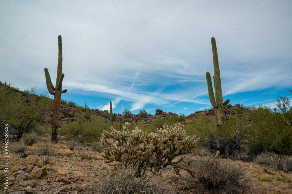 Giant cactus Saguaro cactus (Carnegiea gigantea) against the background of a cloudy sky