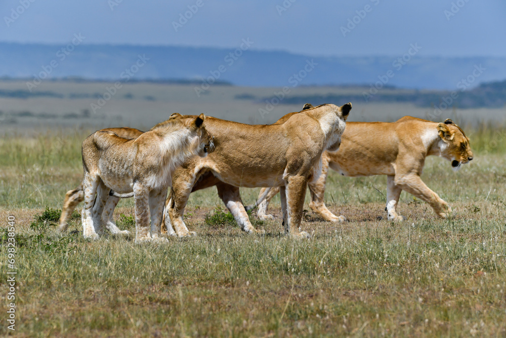 Lion female in the Masai Mara Lion female in the Masai Mara
