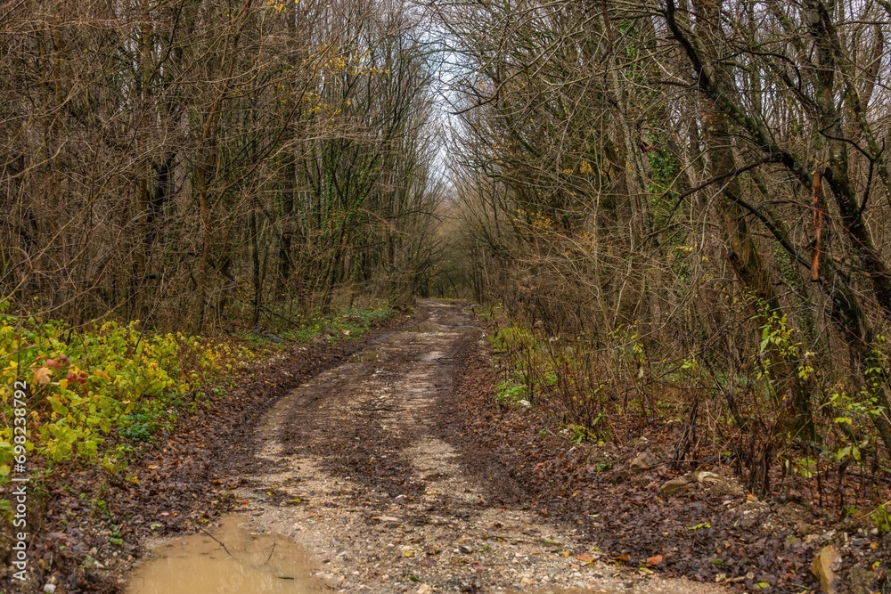 country dirt road with puddles after rain through a forest in the mountains in the Western Caucasus (South Russia) on a cloudy November day