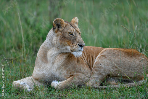 Lion female in the Masai Mara