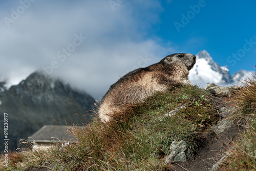 Marmota  at  the Grossglockner