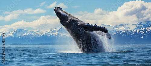 Alaskan humpback whale leaps photo
