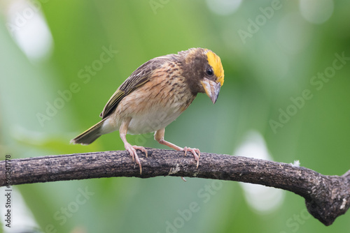 The streaked weaver (Ploceus manyar) is a species of weaver bird found in South Asia and South-east Asia