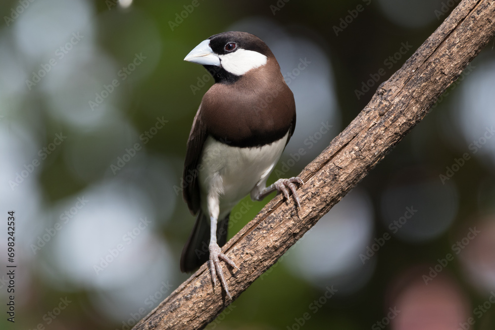 The Timor sparrow (Padda fuscata), also known as Timor dusky sparrow