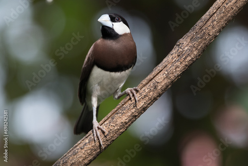 The Timor sparrow (Padda fuscata), also known as Timor dusky sparrow © lessysebastian