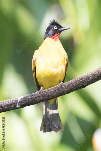 Pycnonotus Melanicterus or Black Crested Bulbul photo