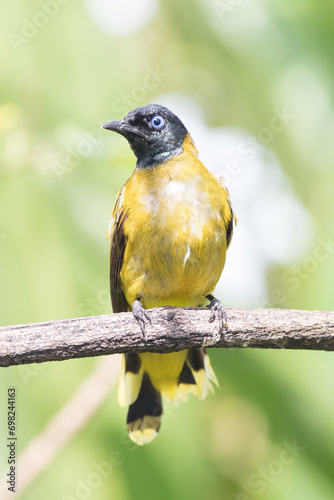 Pycnonotus Melanicterus or Black Crested Bulbul photo