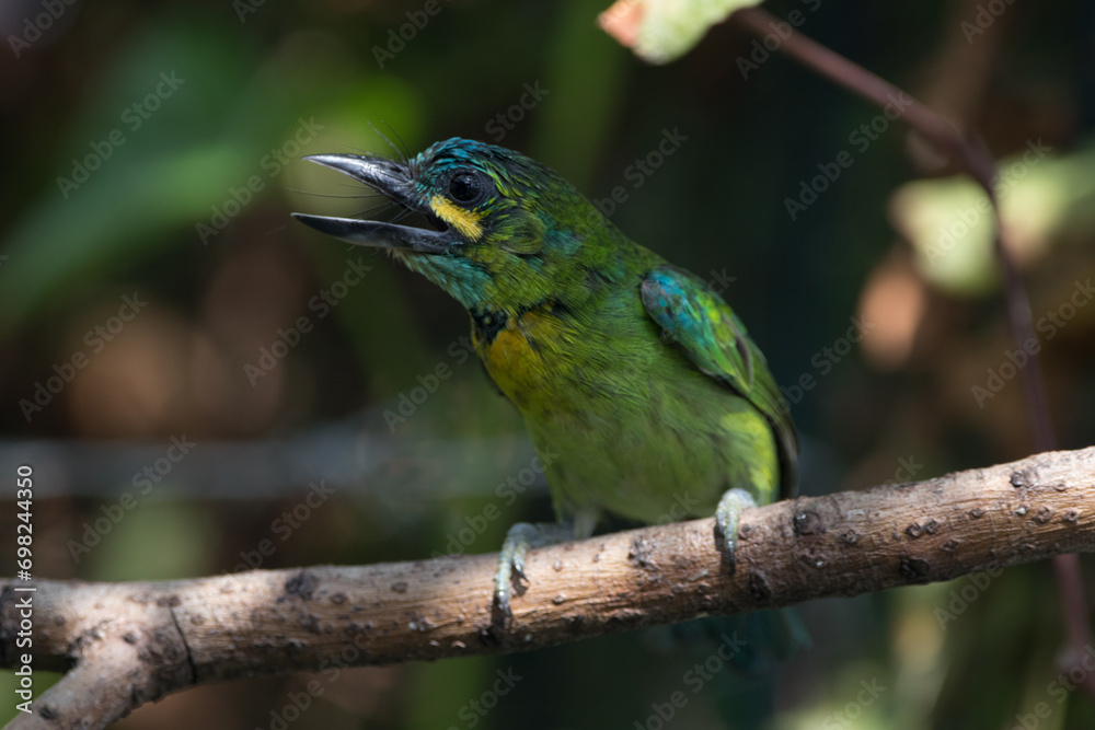 The yellow-eared barbet (Psilopogon australis) is an Asian barbet native to Java and Bali The yellow-eared barbet (Psilopogon australis) is an Asian barbet native to Java and Bali