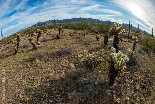 Landscape of a stone desert, Cylindropuntia echinocarpa - Cholla Cactus Garden Sunset Mojave Desert photo