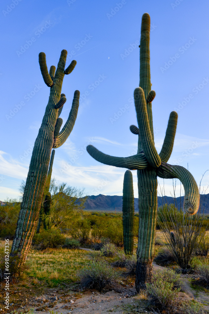 Large cacti in Arizona against a blue sky, desert landscape. Saguaro Cactuses (Carnegiea gigantea) in desert