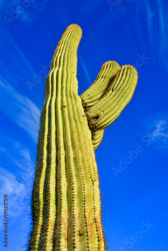 Saguaro Cactus (Carnegiea gigantea) in desert, giant cactus against a blue sky in winter