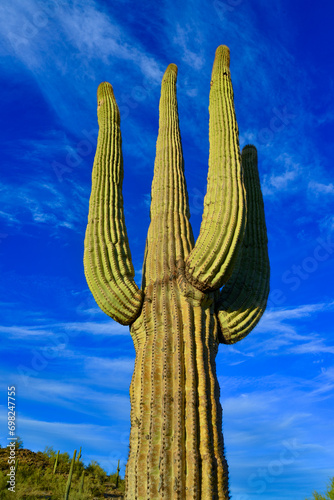 Saguaro Cactus (Carnegiea gigantea) in desert, giant cactus against a blue sky in winter