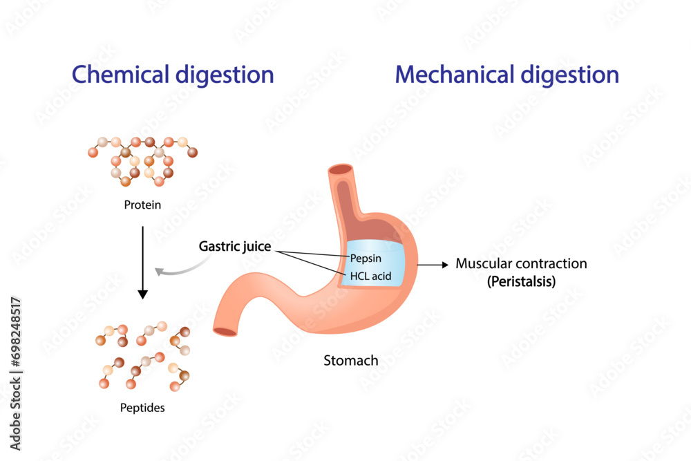Protein Digestion in stomach. Chemical and mechanical digestion