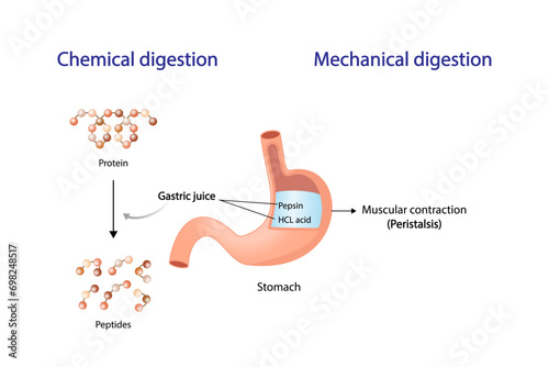 Protein Digestion in stomach. Chemical and mechanical digestion, Peristalsis. Gastric juice, pepsin and hydrochloric acid, digesting and breaking the protein into small peptides. Vector illustration.