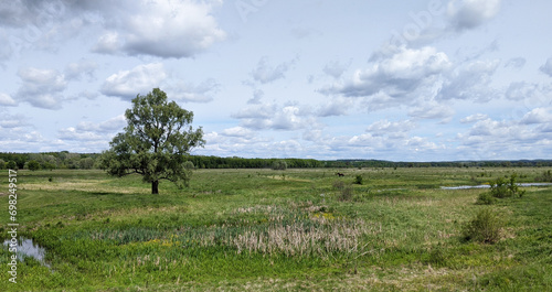 Old  tree in a green meadow