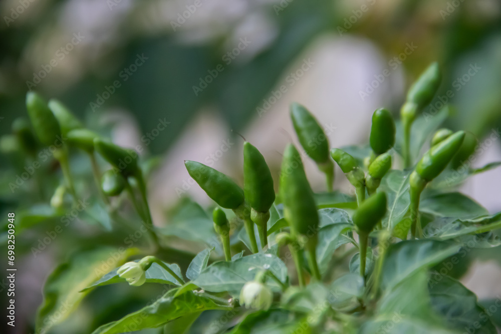 Pili Pili (also known as piripiri or periperi) spicy hot papers