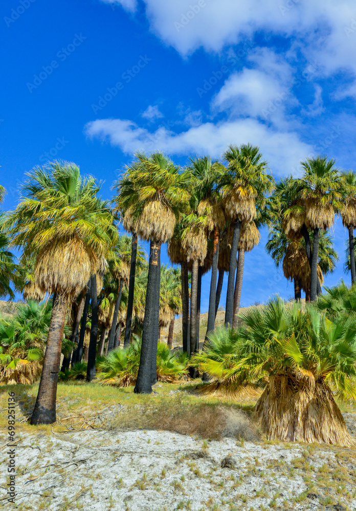 Obraz premium Palm trees rise in the desert at Thousand Palms Oasis near Coachella Valley Preserve. Villis palms oasis. California