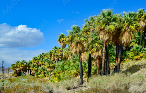 Palm trees rise in the desert at Thousand Palms Oasis near Coachella Valley Preserve. Villis palms oasis. California