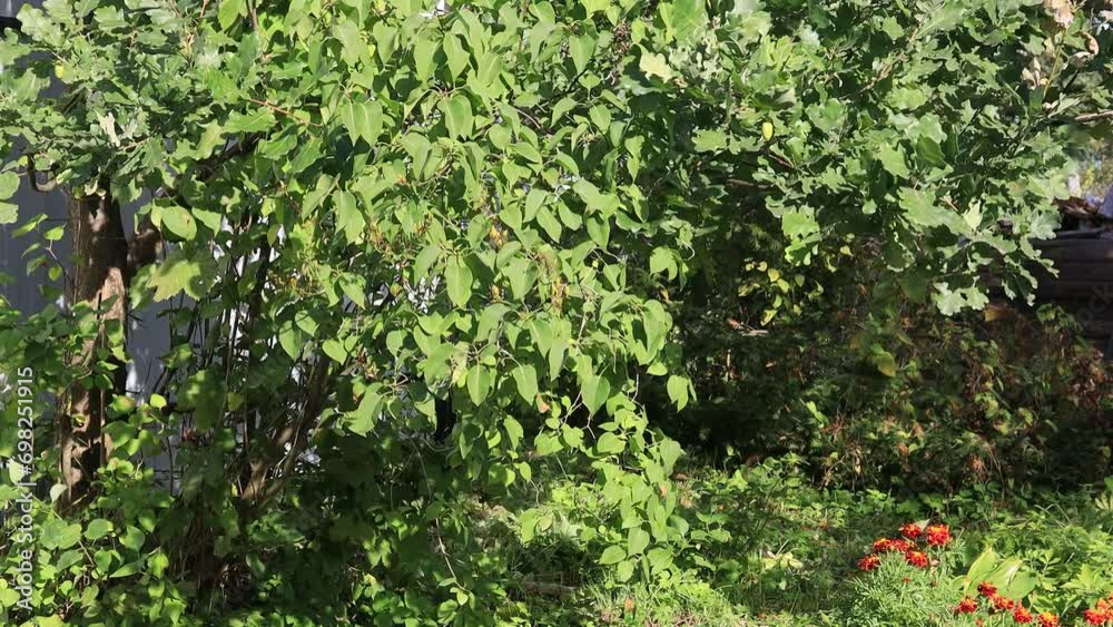 weak wind shakes a branch of lilac in the garden weak wind shakes a branch of lilac in the garden