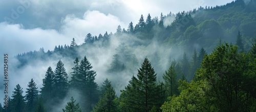 Scenic view of foggy forested mountain with evergreens.