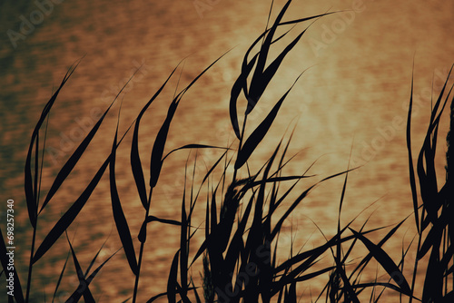 Reeds, blowing in the wind at golden hours at a sunset in a Low key, blurred lake on background. Calm landscape 