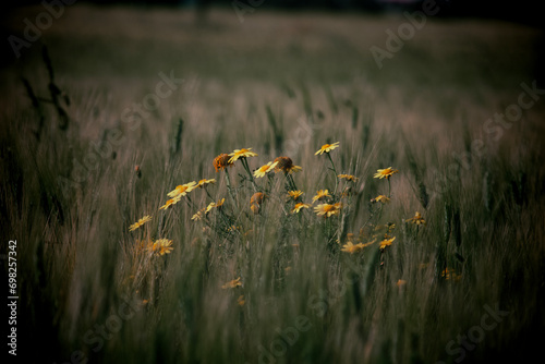 Field with blooming wild flowers and camomiles in thickets of the tall grass and wheat