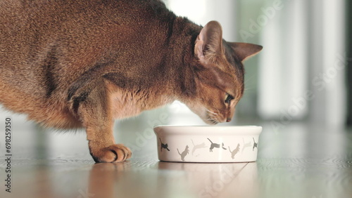 Hungry Abyssinian ginger cat have lunch with dry granules food from bowl on the floor. Lovely little best friends indoor. Cute domestic animals at home. Close up, low angle cinematic shot. photo