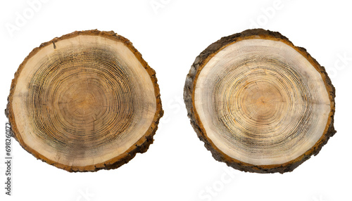 Tree stump - isolated on transparent background photo